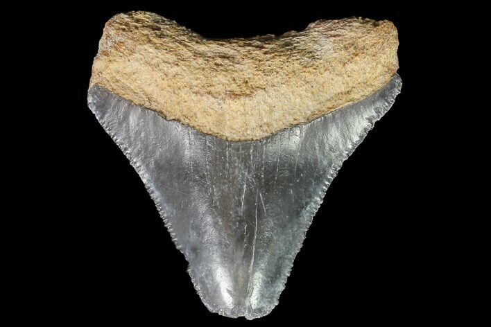 Bone Valley Megalodon Tooth - Florida #76573